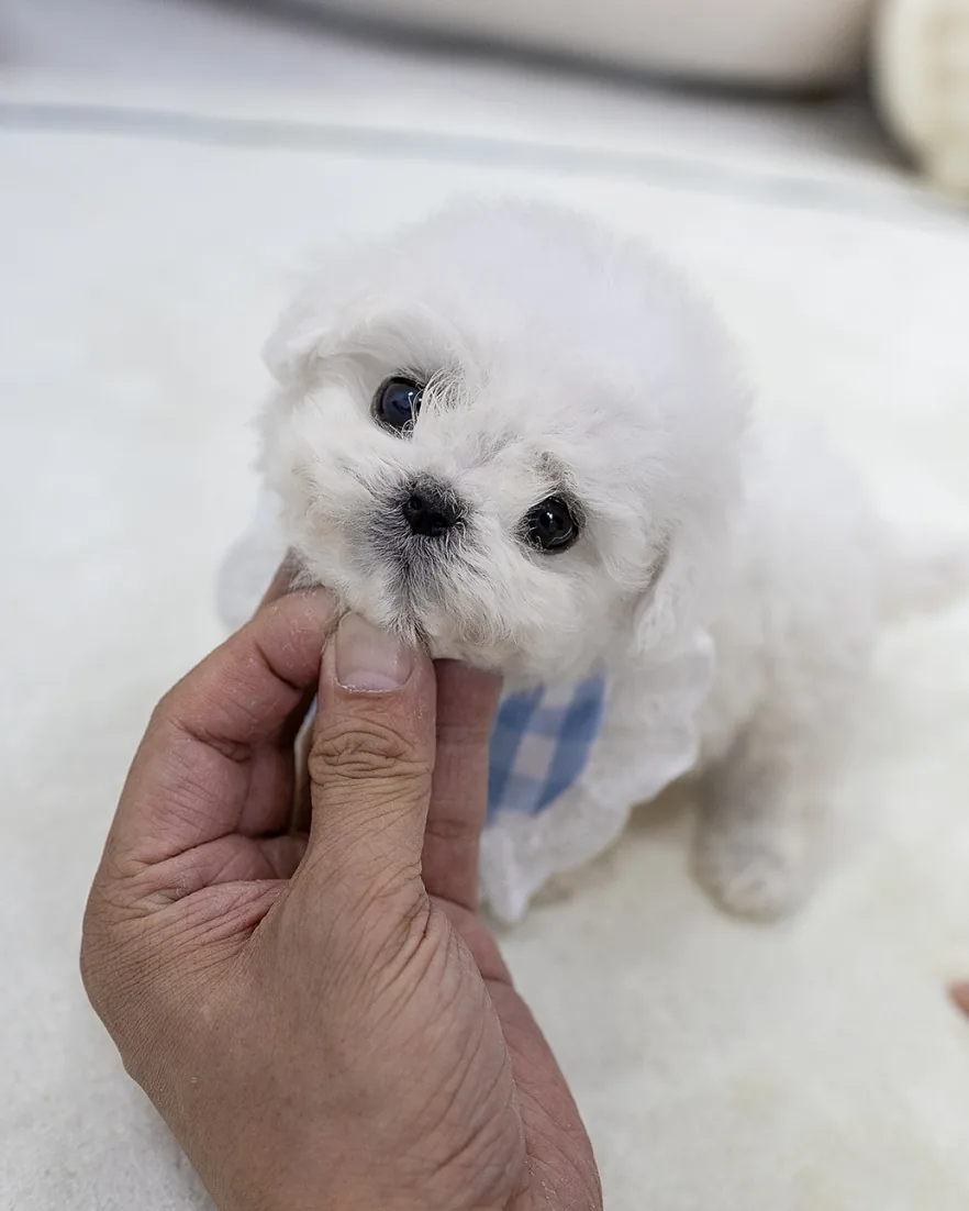 울산 중구 비숑프리제크기