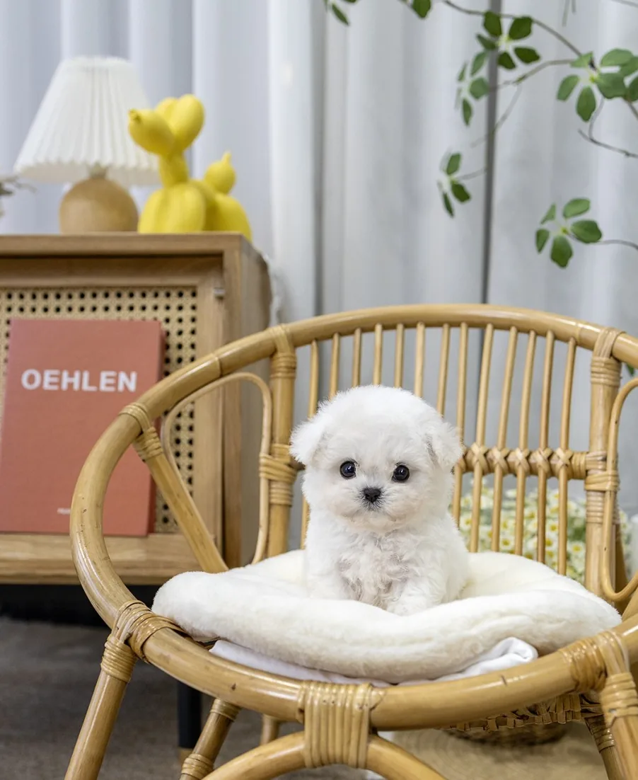 경기 안산시 소형견