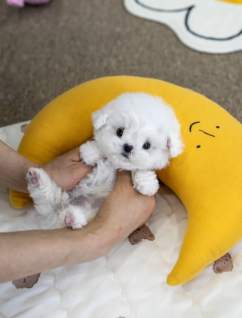 광주 실버푸들직거래
