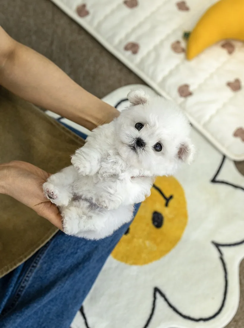 인천 강아지분양