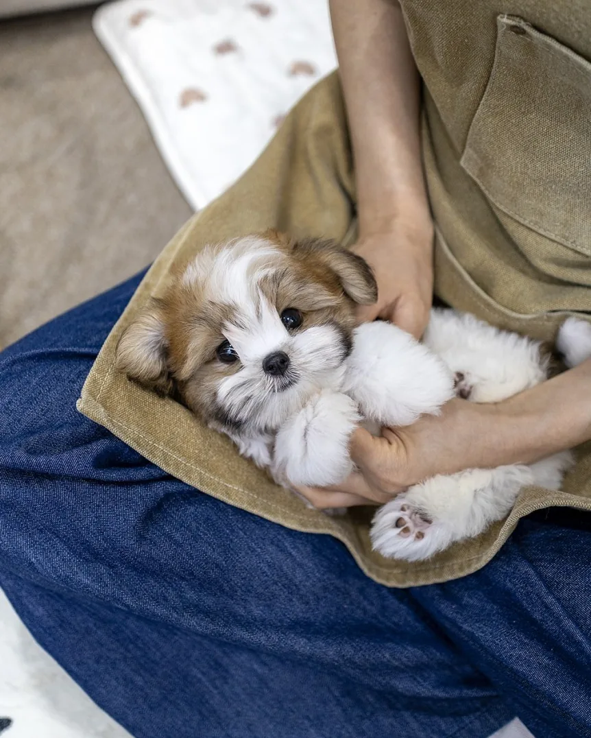 강아지입양절차 시공 참고 4