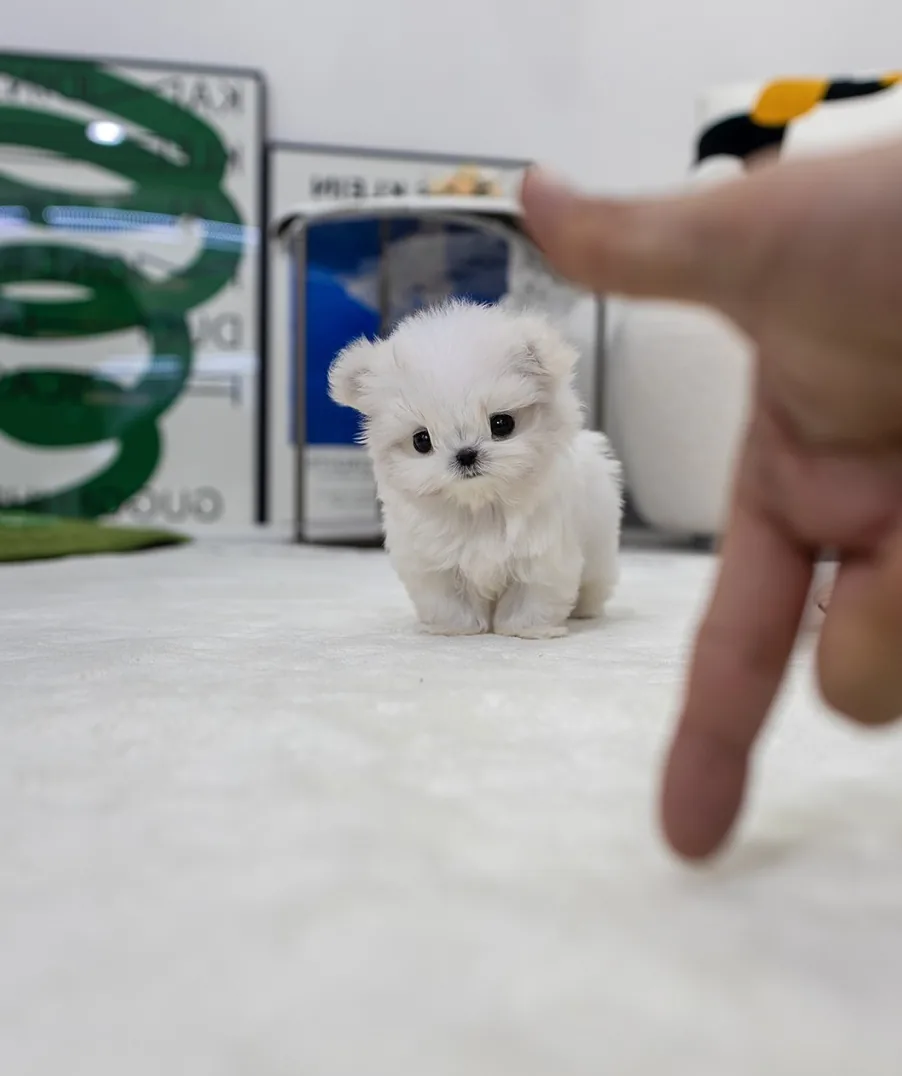 토이푸들키우기