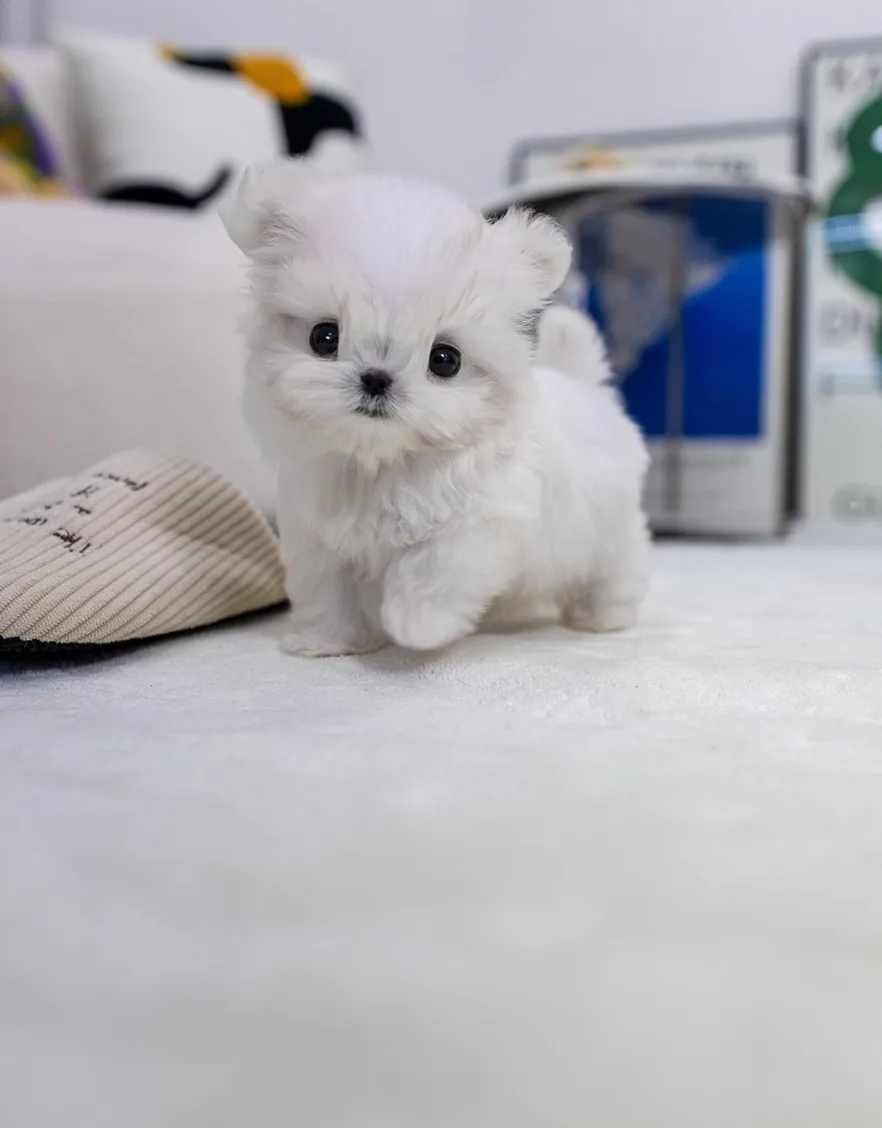강아지예방접종비용 시공 참고 3