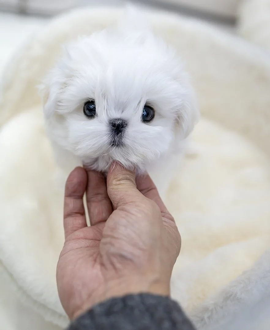 강아지중성화시기 시공 참고 1