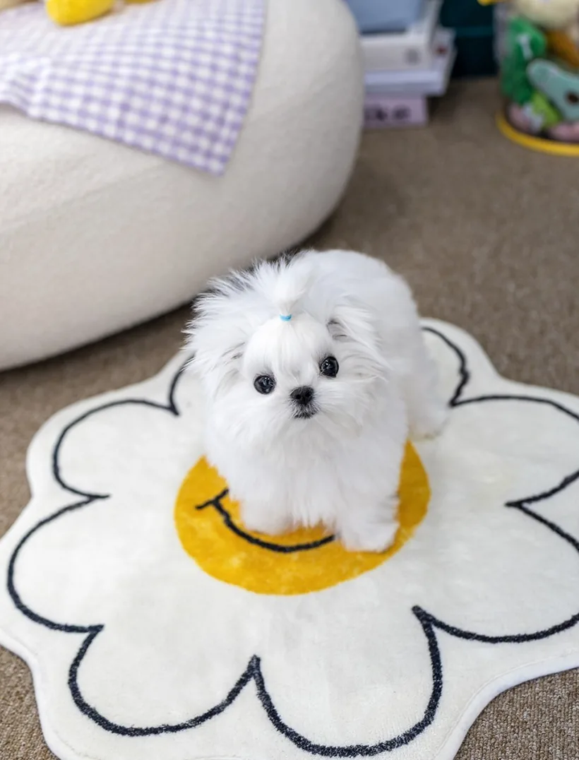 타이니푸들강아지