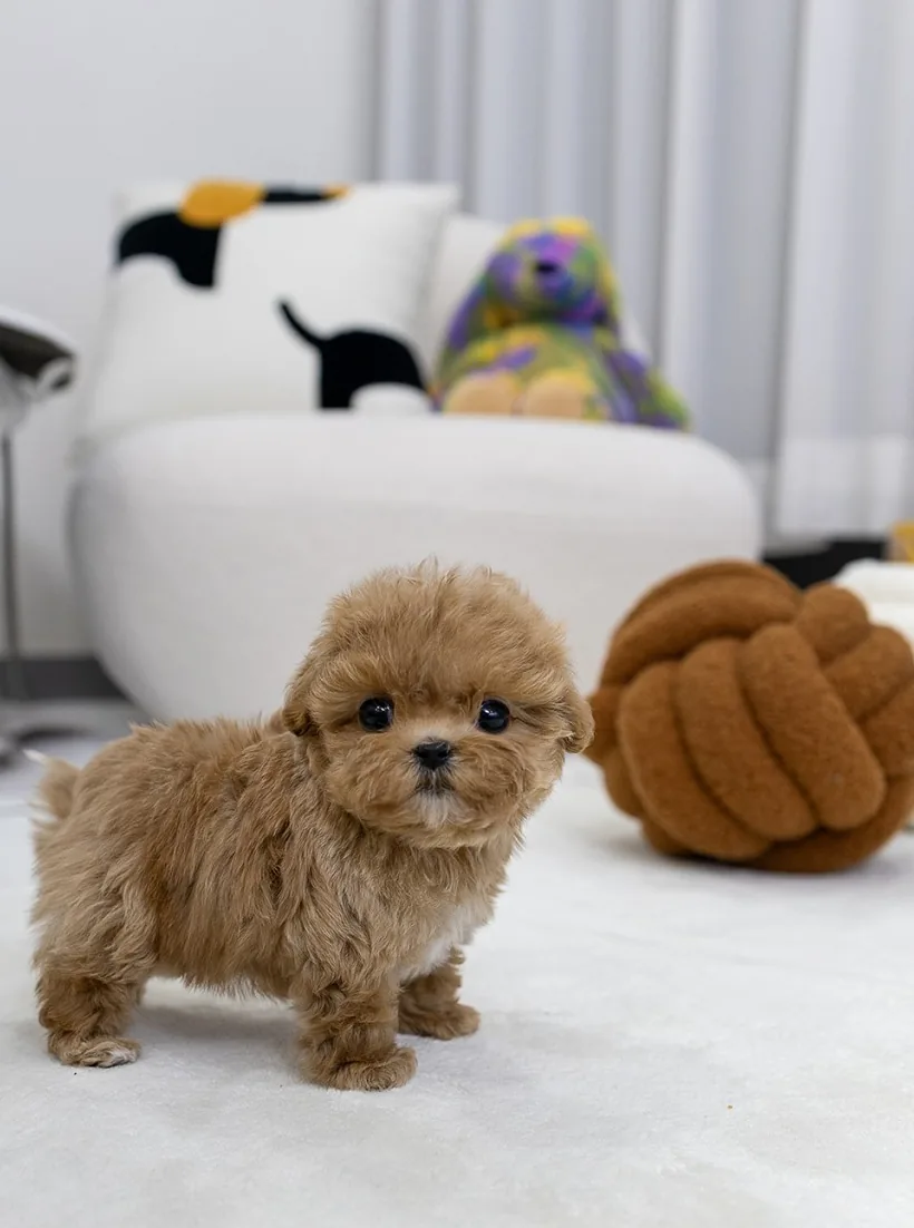 파티포메라니안매매