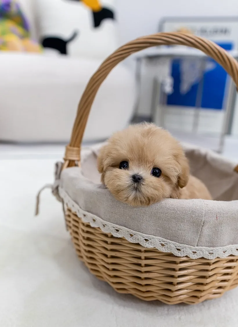 파티푸들전문점