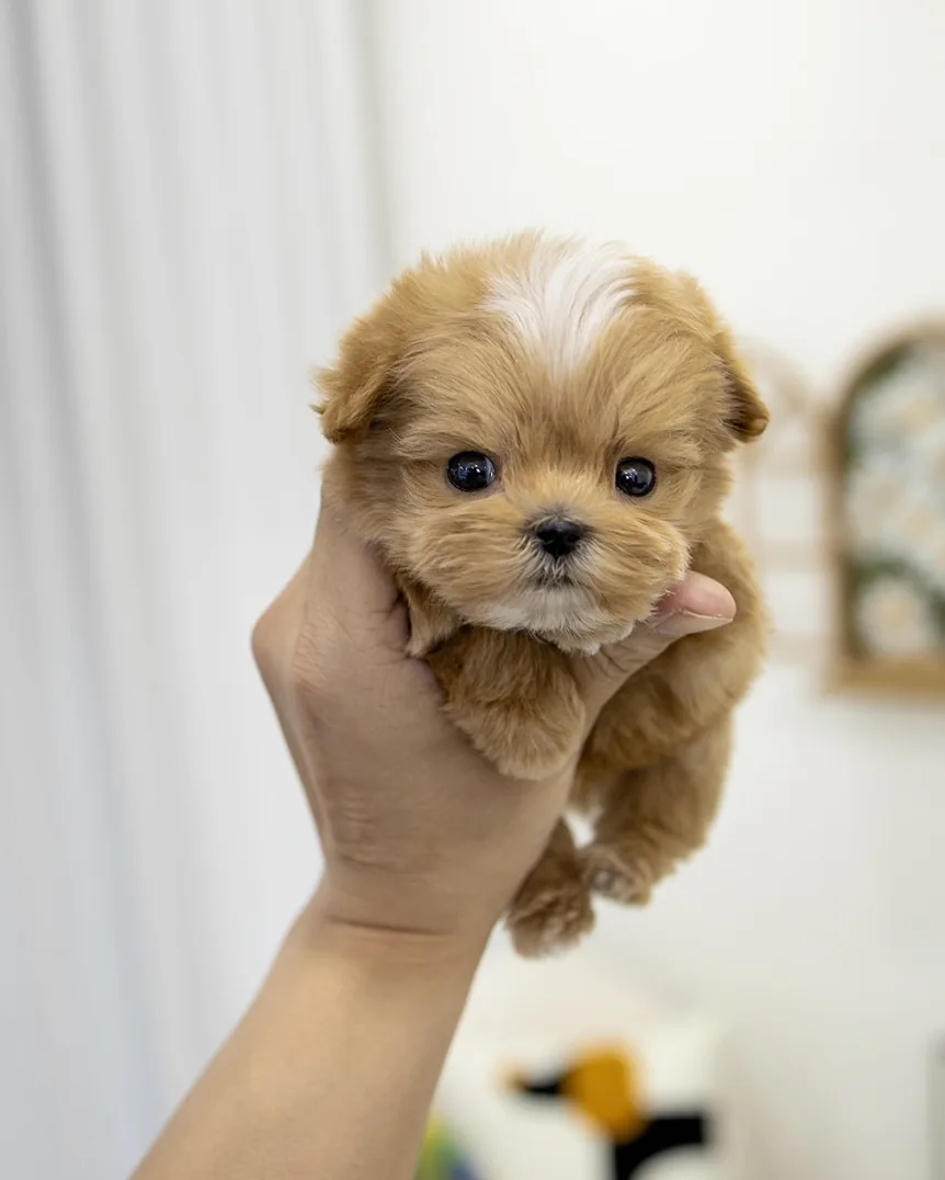 강아지접종시기 시공 참고 3