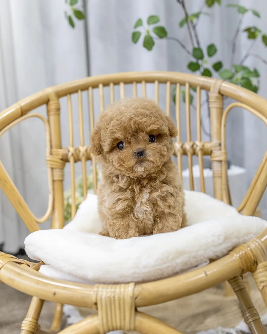 포메라니안키우기