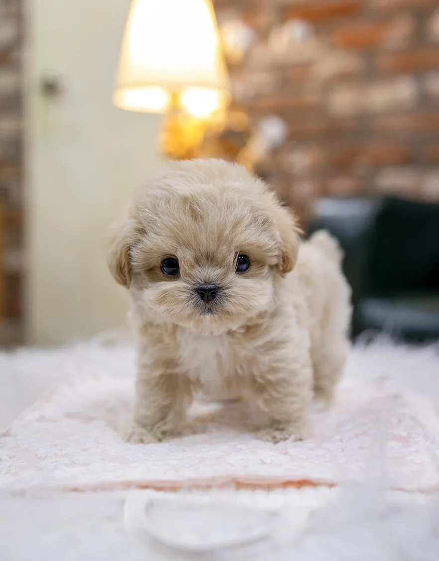 강아지접종시기 시공 참고 2
