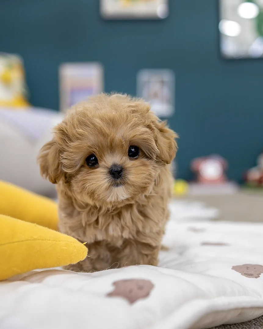 강아지짖음훈련 시공 참고 1