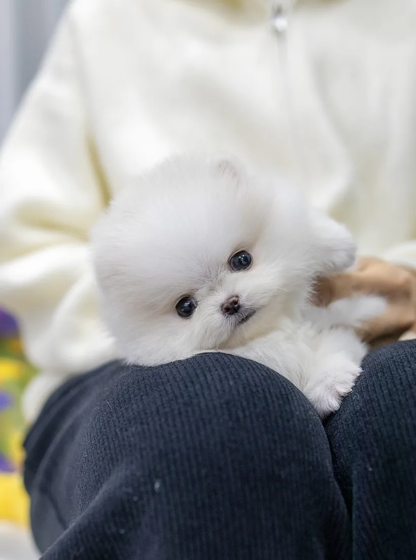 시츄크기