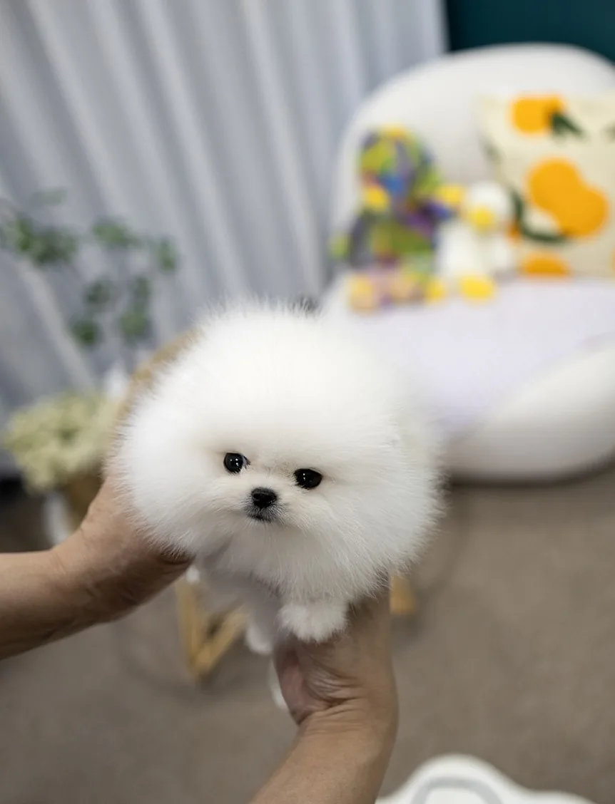 강아지데려온첫날 시공 참고 1