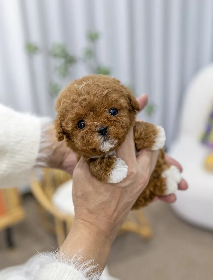 애견미용